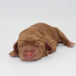 Taj - Red female Australian Cobberdog puppy in Bellingham, Minnesota from Whispering Prairie Australian Cobberdog