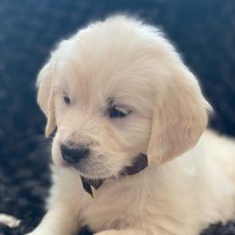 Golden Retriever Puppies from Golden Retrievers by Tiffany Ruthy