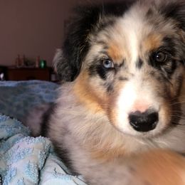 Australian Shepherd Puppies from Sweets' Cattle Co and Australian Shepherds