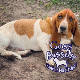 Woody - Basset Hound