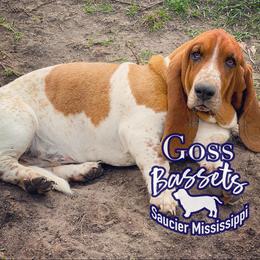 Woody - Basset Hound