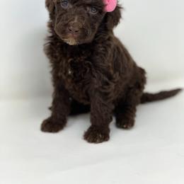 Loon - Chocolate female Labradoodle puppy in Davison, Michigan from Dreaming Doodles