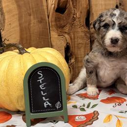Stella - Blue merle female Aussiedoodle puppy in Lavonia, Georgia from H & A Kennels