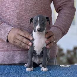 Boy 1 - Blue male Italian Greyhound puppy in Sugar Valley, Georgia from Pinnacle Farm and Kennel