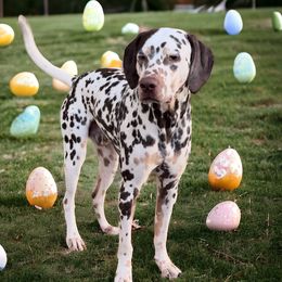 Hades - Dalmatian