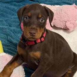 Pink Collar - Red and rust female Doberman Pinscher puppy in Lake City, Florida from Paintedcrazy Doberman Pinchers