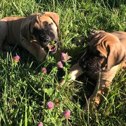 Great Danes from 7Sisters Great Danes