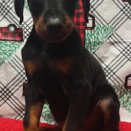 Jekyll - Black and rust male Doberman Pinscher puppy in Winchester, Ohio from 32 Farms