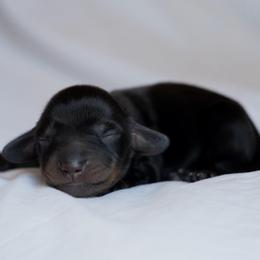 Caroline - Black and tan female Dachshund puppy in Memphis, Tennessee from Lone River Dachshunds