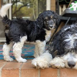 Boy 1 - Tri-color Bernedoodle puppy in Dublin, Texas from Penny Harris