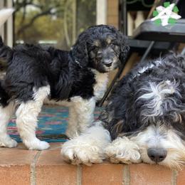 Boy 1 - Tri-color Bernedoodle puppy in Dublin, Texas from Penny Harris