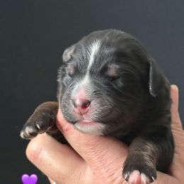 Stormy - female Australian Mountain Doodle puppy in Cortez, Colorado from Sassy Pants Pups