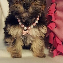 Yorkshire Terriers from LV Yorkies