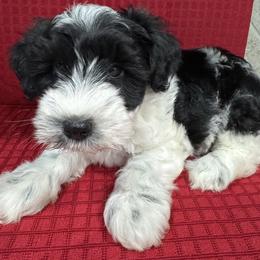 Nitro - Black and silver male Miniature Schnauzer puppy in Pearland, Texas from K & S Schnauzers