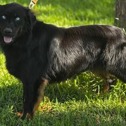 Gambler - Australian Shepherd