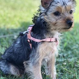 Yorkshire Terriers from Diddly Dog Company