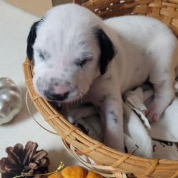 Archer - White and black male Dalmatian puppy in Grant, Michigan from Savannah Woltanski