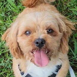 Teddy - Shihpoo