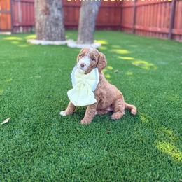 Strawberry Swirl - Red  female Goldendoodle puppy in Dallas County, Texas from Dream A Little Doodle