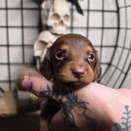 The Hatter- Alice in Wonderland Theme Litter. - Chocolate and tan female Dachshund puppy in Woodland, Washington from SJs Dachshunds