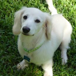 Denali - Dachshund