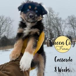 Casserole (green) - Black tri-color male Australian Shepherd puppy in Falmouth, Kentucky from Queen City Farm