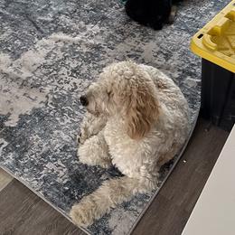 Aussiedoodles and Bernedoodles from Sleepy Hollow Mountain Doodles