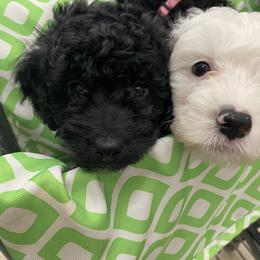 Buckeye - Parti male Goldendoodle puppy in Eaton, Ohio from Dezi’s Sonshine Doodles
