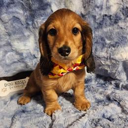 Genrikh - Red male Dachshund puppy in Sylvania, Georgia from Dachshund and Co.