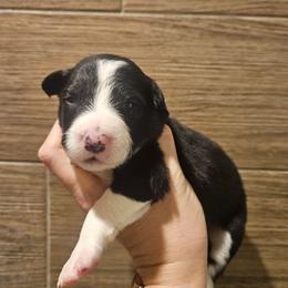 Boy 2 - Black and white male Border Collie puppy in Caledonia, Michigan from Magnolia Acres