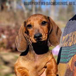 Blueprint Push To Start MS - Red male Dachshund puppy in Mountain Grove, Missouri from Blueprint K9 Dachshunds- www.BlueprintK9.com