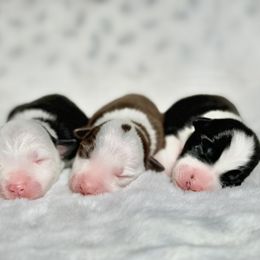 Border Collie Puppies from Apex Border Collies
