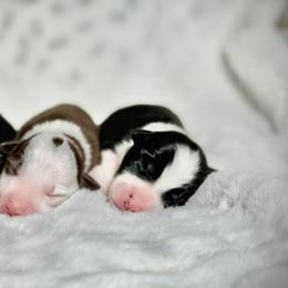 Border Collie Puppies from Apex Border Collies