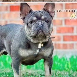 French Bulldogs from BBS Frenchies and Bullies