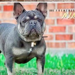 French Bulldogs from BBS Frenchies and Bullies