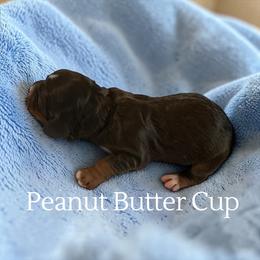 Peanut Butter Cup - Brown white and tan male Cockapoo puppy in Ellenburg Center, New York from Kristin's Puppies
