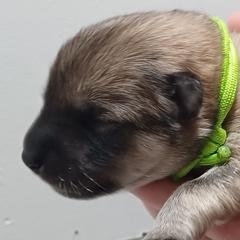Zella, Green Collar - Fawn female Eurasier puppy in Lakewood, Ohio from Exquisite Eurasier