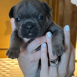 Nash - Blue fawn French Bulldog puppy in Neenah, Wisconsin from Mimosa Acres French Bulldogs LLC