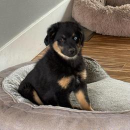 Sequoia - Blue merle female Miniature Australian Shepherd puppy in Medical Lake, Washington from MAS Gone Rogue