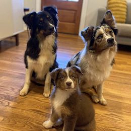 Australian Shepherds from Once Upon A Time Kennels