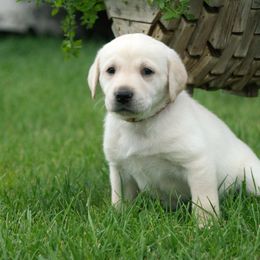 Chewy - Labrador Retriever puppy in Whitehall, Montana from Heart of Montana Labradors