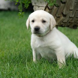 Chewy - Labrador Retriever puppy in Whitehall, Montana from Heart of Montana Labradors