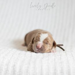Brown Collar Boy - Caramel ice male Australian Labradoodle puppy in Thousand Oaks, California from Lovely Doodle Lane