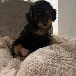 Onyx - Black and tan male Cavapoo puppy in Gap, Pennsylvania from Luxe Cavapoo LLC
