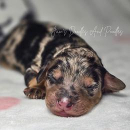 Aussiedoodle puppies from Jam's Doodles And Poodles