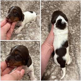 Snickers AKC - Chocolate and tan male Dachshund puppy in Osage, Oklahoma from Vandruff Creek Mini Dachshunds