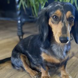 Darlyn - Dachshund