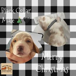 Black Collar - Lemon and white male Basset Hound puppy in Callao, Virginia from Walk The Line Basset Hounds