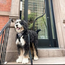Bernedoodle, Bernese Mountain Dog, and Poodle Puppies from NJ Bernedoodles