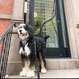 Bernedoodle, Bernese Mountain Dog, and Poodle Puppies from NJ Bernedoodles